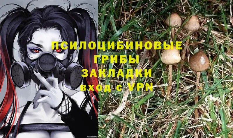 hydra ссылки  купить закладку  Курильск  Галлюциногенные грибы Psilocybe 